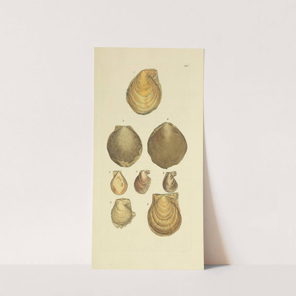 The mineral conchology of Great Britain Pl.398 by James Sowerby