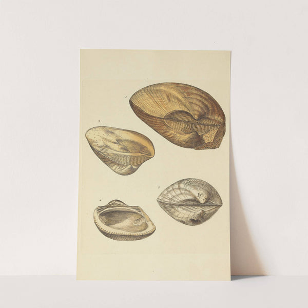 The mineral conchology of Great Britain Pl.399 by James Sowerby