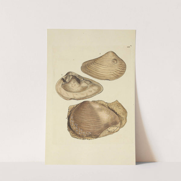 The mineral conchology of Great Britain Pl.400 by James Sowerby