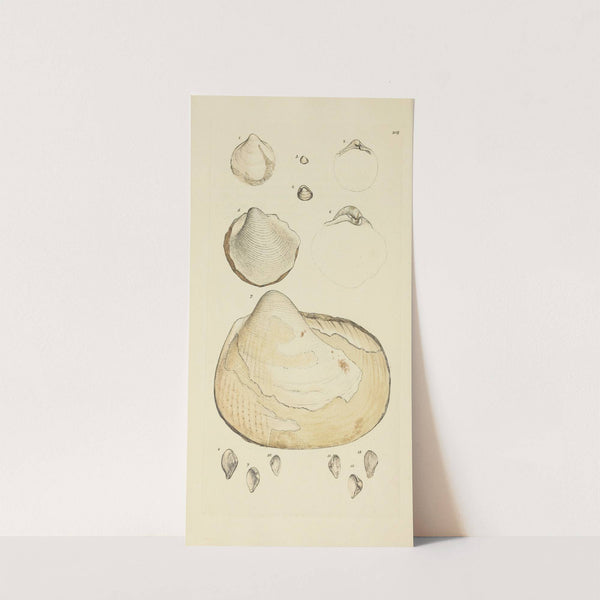 The mineral conchology of Great Britain Pl.401 by James Sowerby