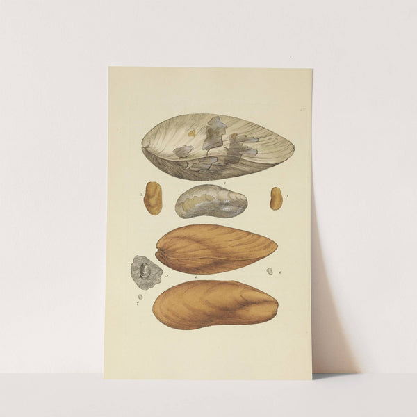 The mineral conchology of Great Britain Pl.402 by James Sowerby