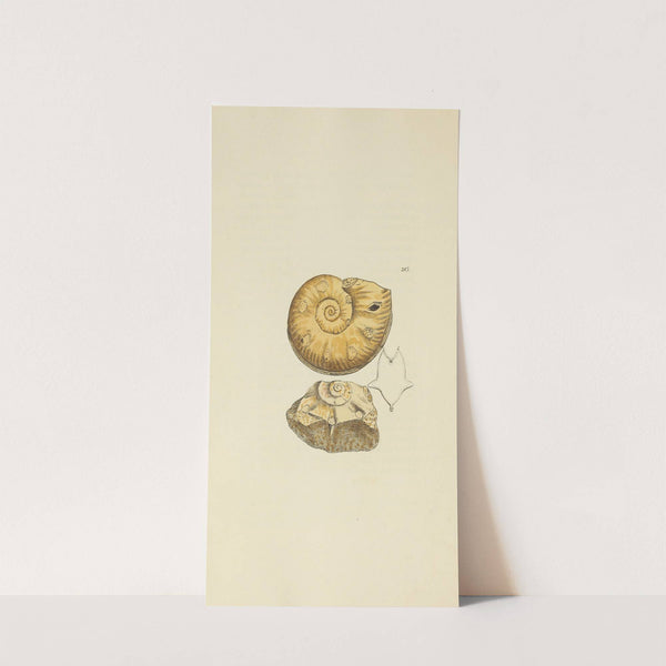 The mineral conchology of Great Britain Pl.405 by James Sowerby