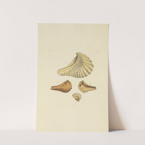 The mineral conchology of Great Britain Pl.407 by James Sowerby