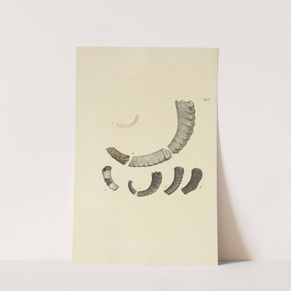 The mineral conchology of Great Britain Pl.408 by James Sowerby