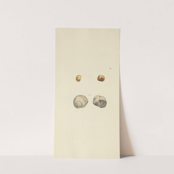 The mineral conchology of Great Britain Pl.409 by James Sowerby