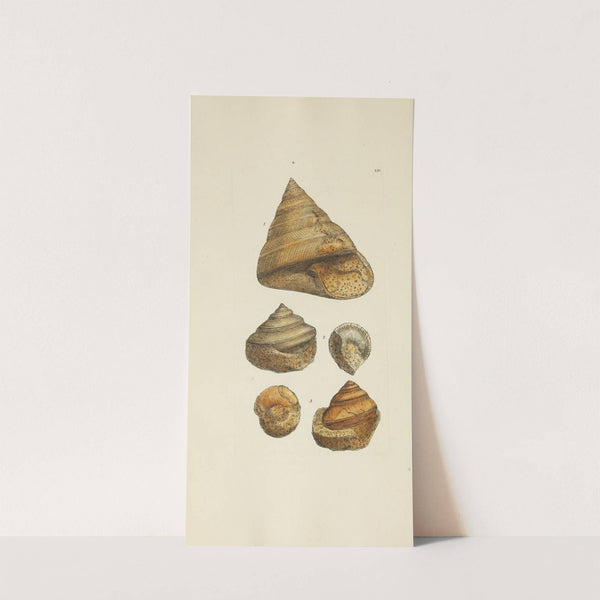 The mineral conchology of Great Britain Pl.412 (1812) by James Sowerby