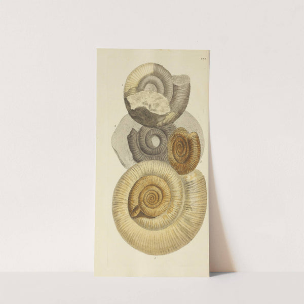 The mineral conchology of Great Britain Pl.413 (1812) by James Sowerby