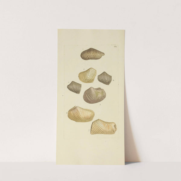 The mineral conchology of Great Britain Pl.415 (1812) by James Sowerby