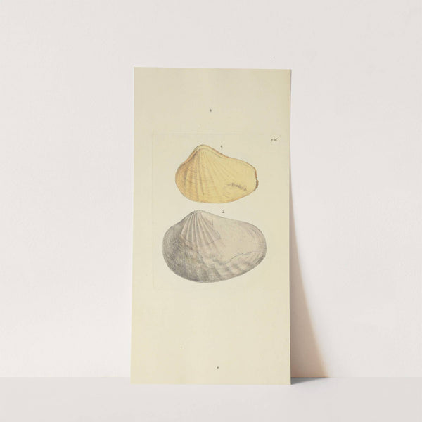 The mineral conchology of Great Britain Pl.417 (1812) by James Sowerby