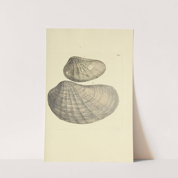 The mineral conchology of Great Britain Pl.418 (1812) by James Sowerby