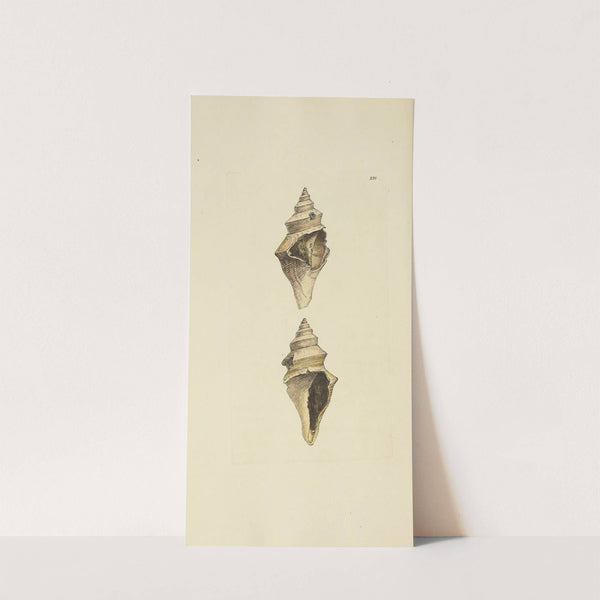 The mineral conchology of Great Britain Pl.419 (1812) by James Sowerby