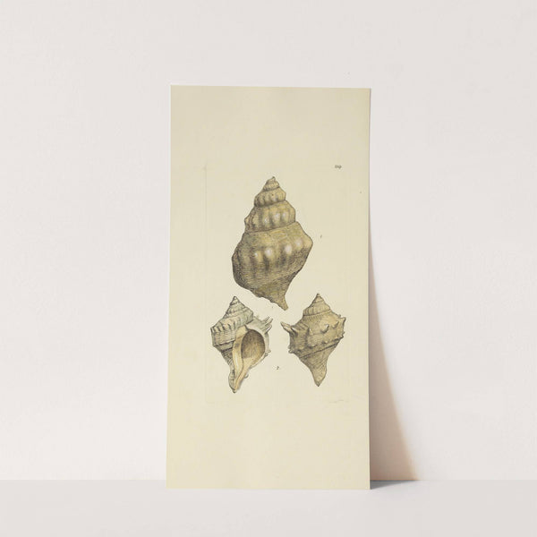 The mineral conchology of Great Britain Pl.420 (1812) by James Sowerby