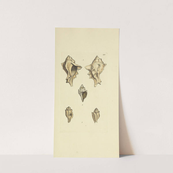 The mineral conchology of Great Britain Pl.421 (1812) by James Sowerby