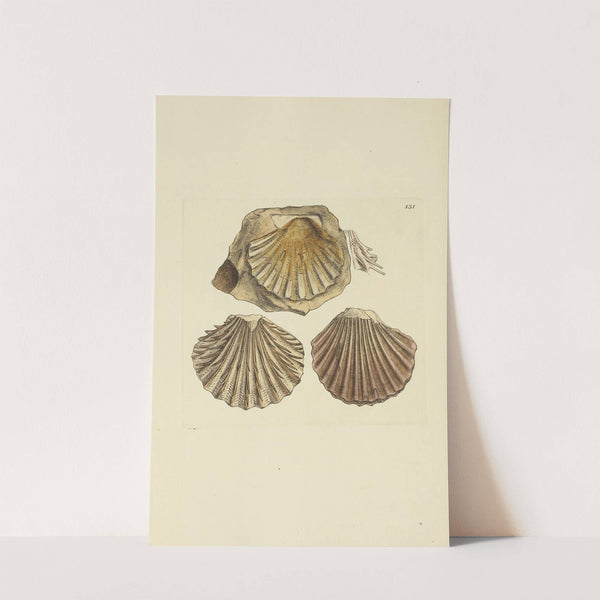 The mineral conchology of Great Britain Pl.422 (1812) by James Sowerby