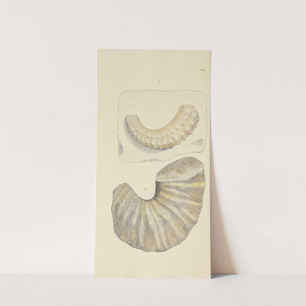 The mineral conchology of Great Britain Pl.425 (1812) by James Sowerby