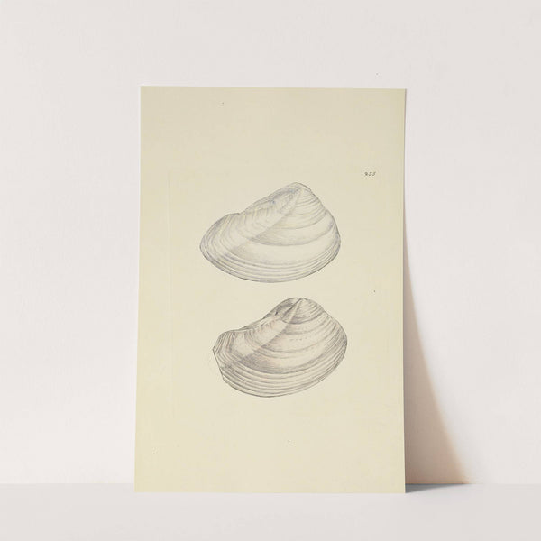 The mineral conchology of Great Britain Pl.426 (1812) by James Sowerby