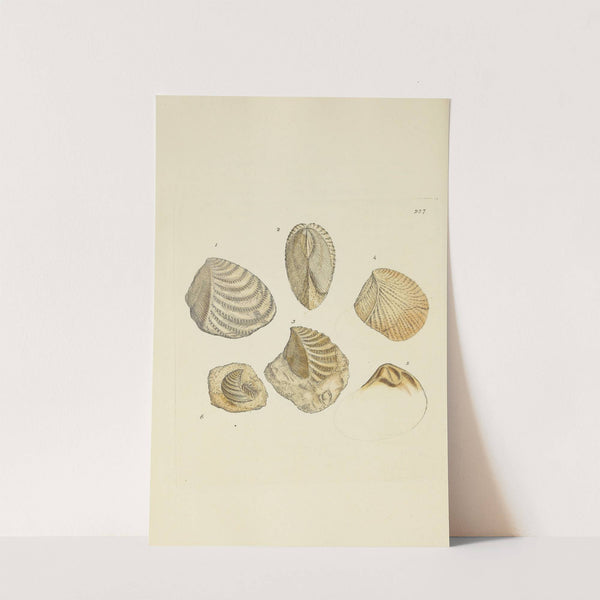 The mineral conchology of Great Britain Pl.428 (1812) by James Sowerby