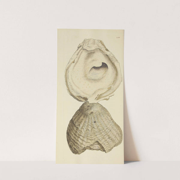 The mineral conchology of Great Britain Pl.429 by James Sowerby