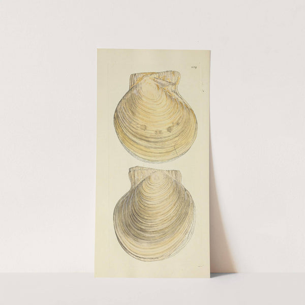 The mineral conchology of Great Britain Pl.430 by James Sowerby