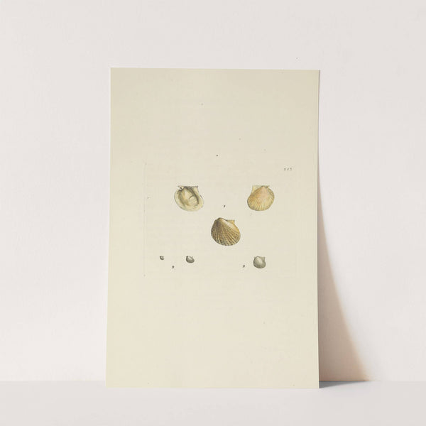 The mineral conchology of Great Britain Pl.433 by James Sowerby