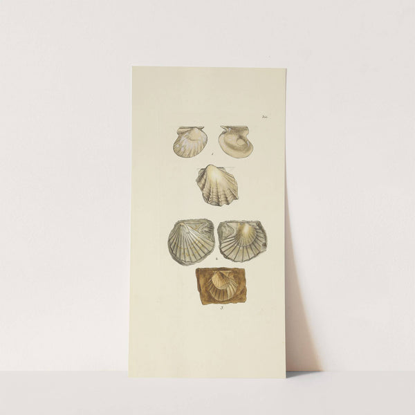 The mineral conchology of Great Britain Pl.434 by James Sowerby