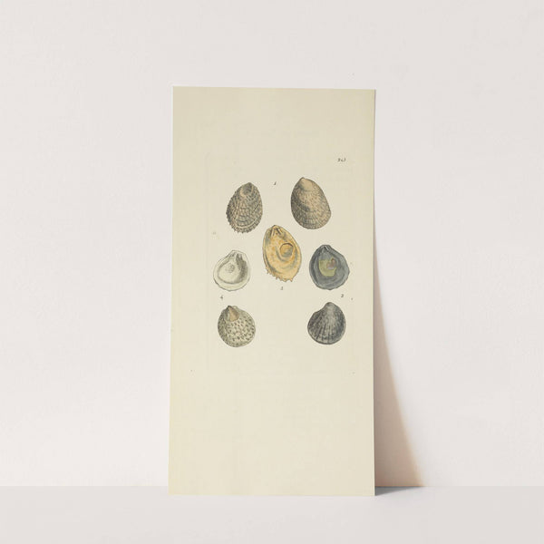 The mineral conchology of Great Britain Pl.435 by James Sowerby