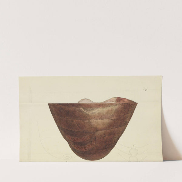 The mineral conchology of Great Britain Pl.436 (1812) by James Sowerby