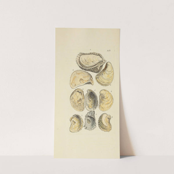 The mineral conchology of Great Britain Pl.441 by James Sowerby