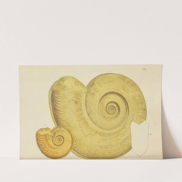 The mineral conchology of Great Britain Pl.442 by James Sowerby