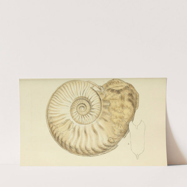 The mineral conchology of Great Britain Pl.443 (1812) by James Sowerby