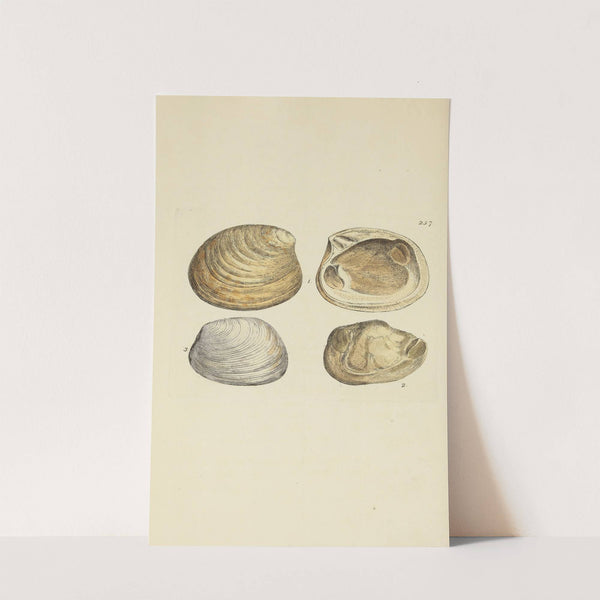 The mineral conchology of Great Britain Pl.445 by James Sowerby