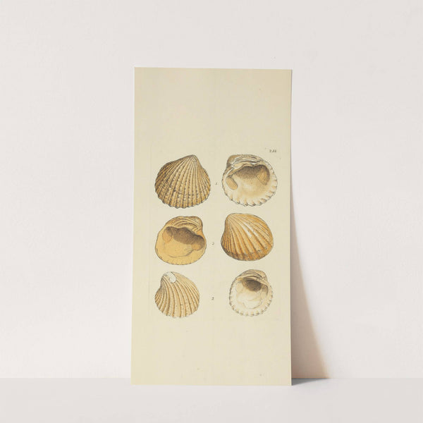 The mineral conchology of Great Britain Pl.446 by James Sowerby