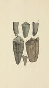 The mineral conchology of Great Britain Pl.448