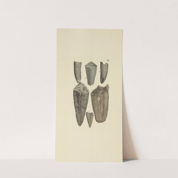 The mineral conchology of Great Britain Pl.448 by James Sowerby