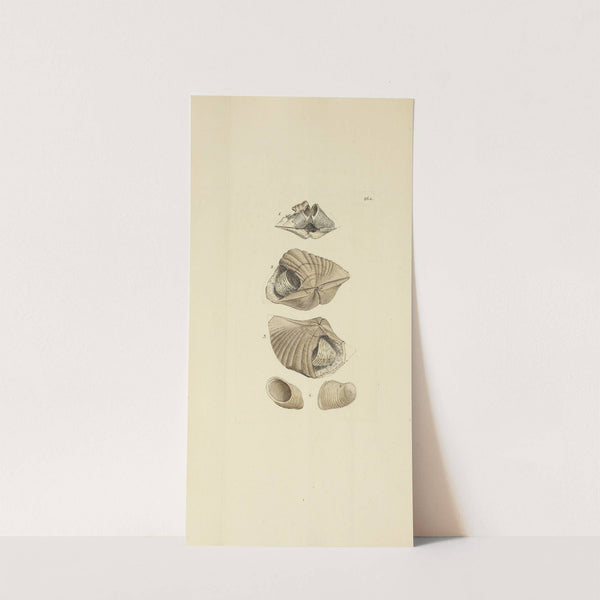 The mineral conchology of Great Britain Pl.452 by James Sowerby