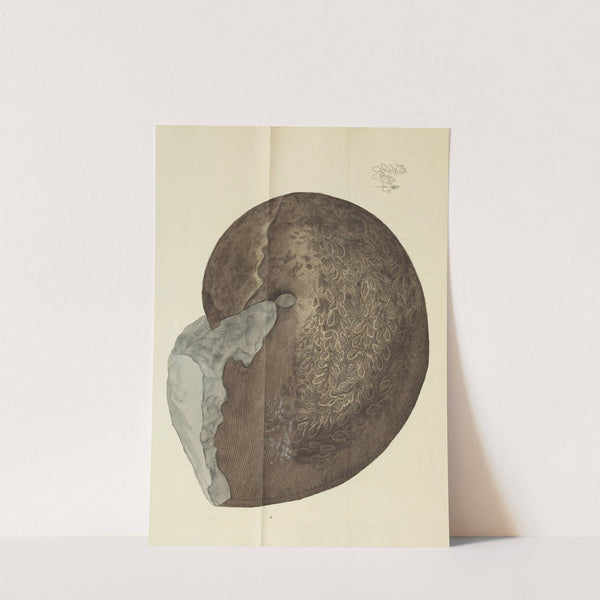 The mineral conchology of Great Britain Pl.453 by James Sowerby