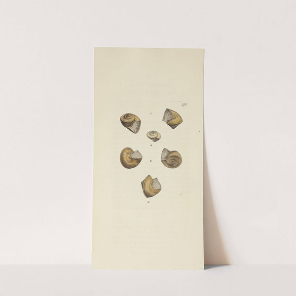 The mineral conchology of Great Britain Pl.459 by James Sowerby