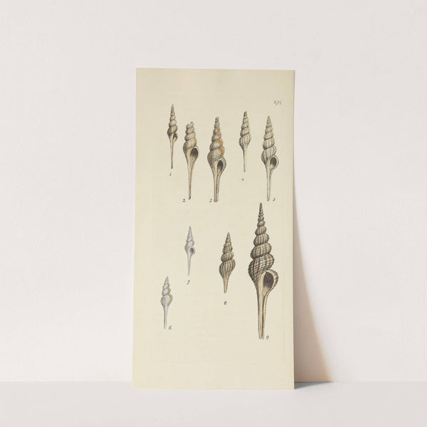 The mineral conchology of Great Britain Pl.460 by James Sowerby