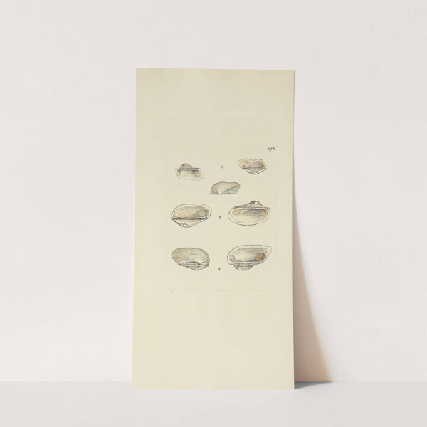 The mineral conchology of Great Britain Pl.462 by James Sowerby