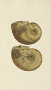 The mineral conchology of Great Britain Pl.466