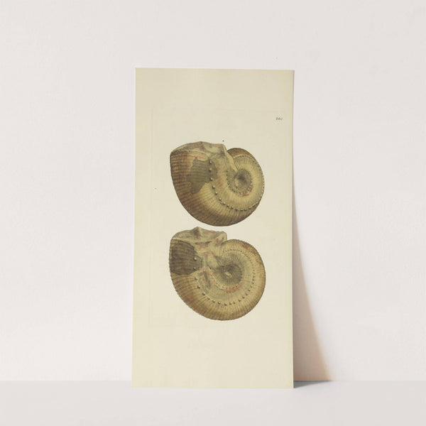 The mineral conchology of Great Britain Pl.466 by James Sowerby