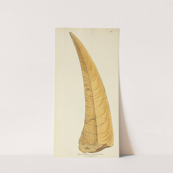 The mineral conchology of Great Britain Pl.467 by James Sowerby