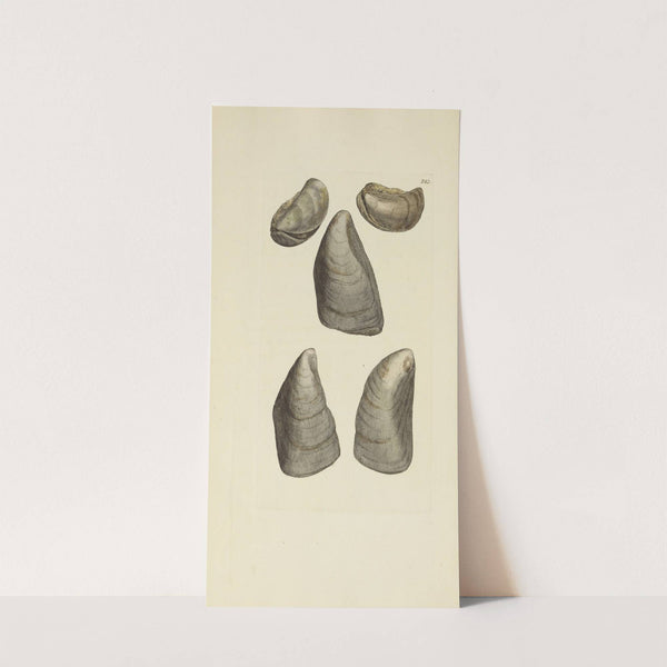 The mineral conchology of Great Britain Pl.468 by James Sowerby