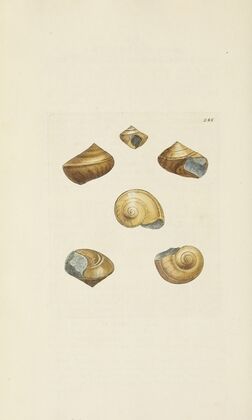 The mineral conchology of Great Britain Pl.471