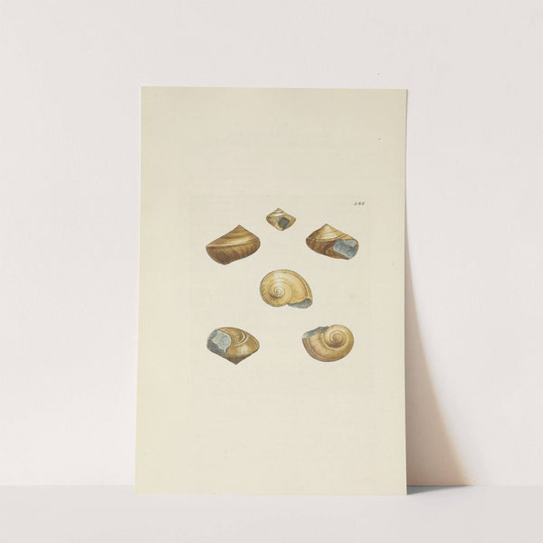 The mineral conchology of Great Britain Pl.471 by James Sowerby