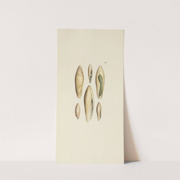 The mineral conchology of Great Britain Pl.472 by James Sowerby