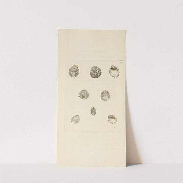 The mineral conchology of Great Britain Pl.475 by James Sowerby