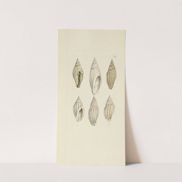 The mineral conchology of Great Britain Pl.476 by James Sowerby