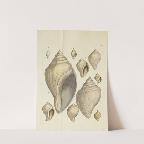 The mineral conchology of Great Britain Pl.477 by James Sowerby