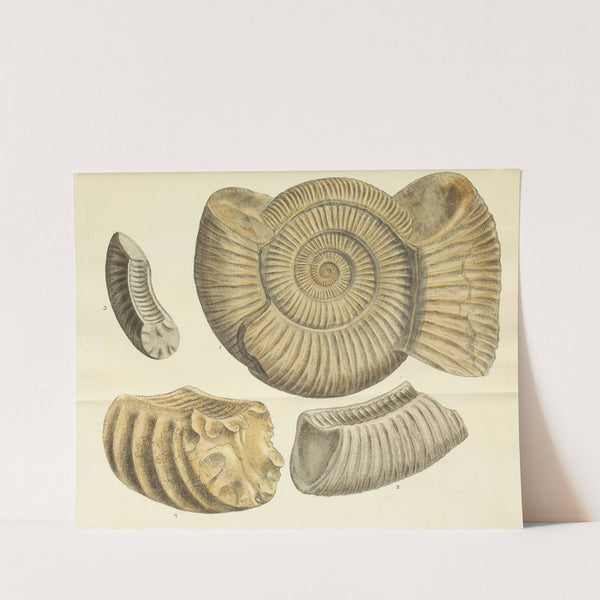 The mineral conchology of Great Britain Pl.478 by James Sowerby